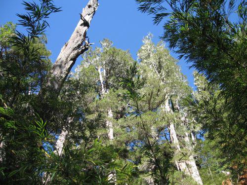 F. cuprssoides growing in Parque Nacional Los Alerces, Chubut, Argentina. © María Laura Suarez.