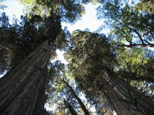 Fitzroya cupressoides individuals growing in Paso de Las Nubes, Rio Negro, Argentina. © María Laura Suarez.