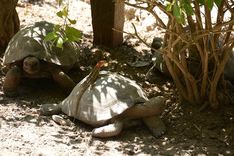 Adult female of Isabela lava lizard (Microlophus albemarlensis) basking on a Galapagos tortoise (Chelonoidis genus). © Estefany S. Guerra-Correa.