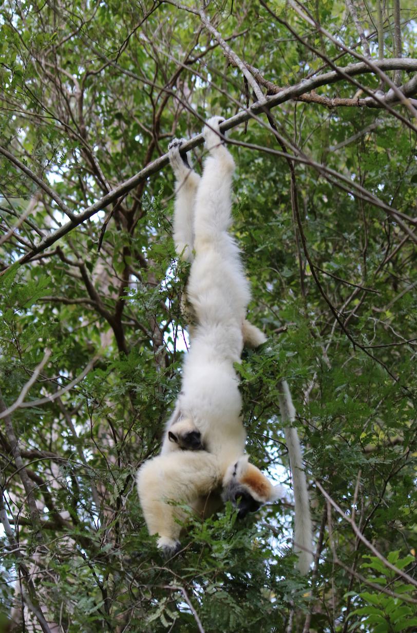 Golden-crowned sifakas. © M Semel.
