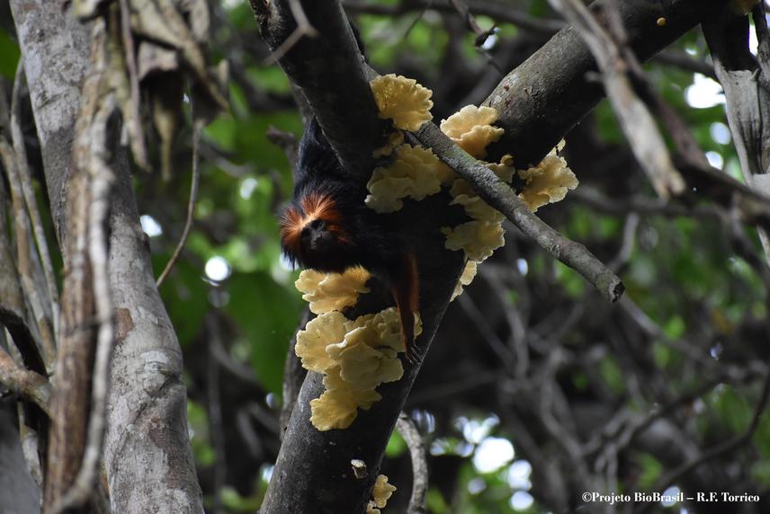 Golden-headed-lion-tamarin. © Projeto BioBrasil - R F Torrico.