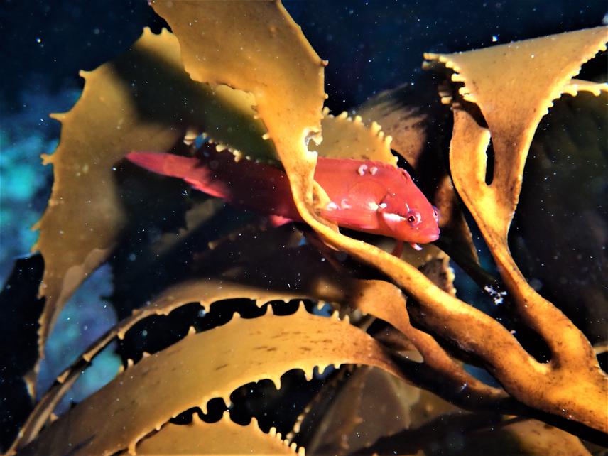 Reef fish (Patagonotothen sp.) in kelp forest at Huiro, Chaihuín, Valdivian Coastal Reserve. © Eliseo Fica.
