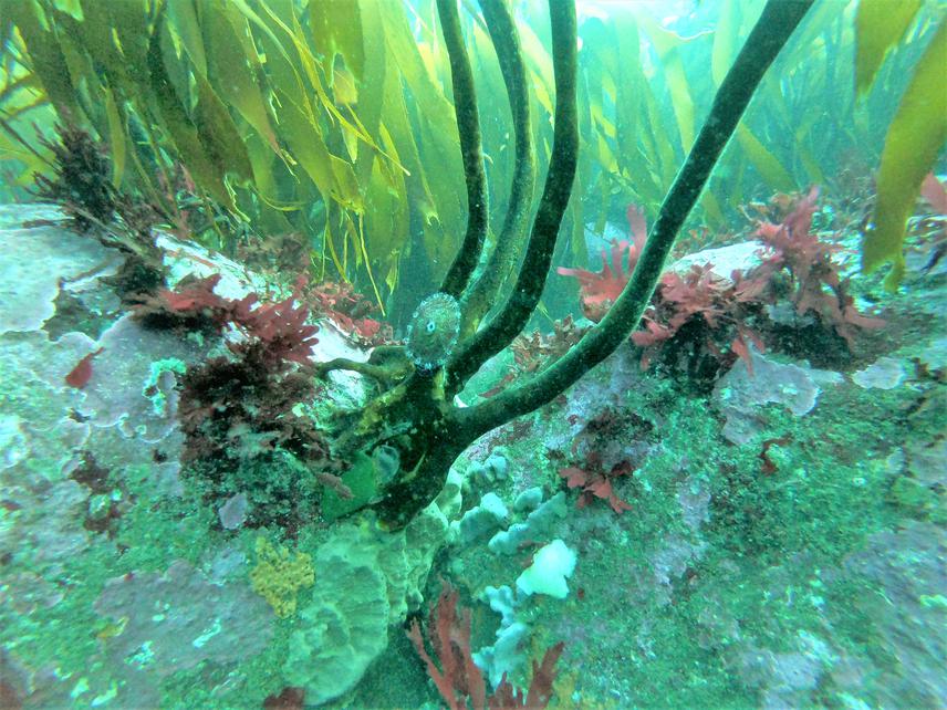 Kelp forest in Huiro, Chaihuín, Valdivian Coastal Reserve. © Simon Gartenstein.