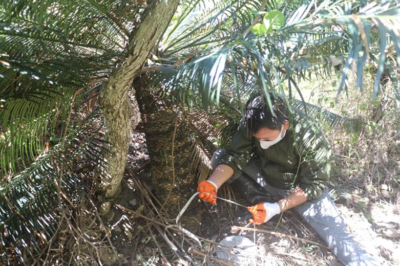 Team member taking morphometric characteristics of lone survival Cycas plant in the area above Lingmethang Highway Road