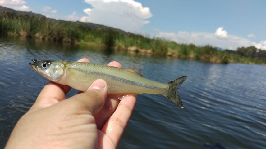 Chirostoma hulmboldtianum (Pescado blanco) from Lake Zacapu. © Arely Ramírez.