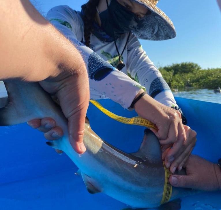 The Shark Team working under COVID-19 bio-protocols at Puerto Grande.