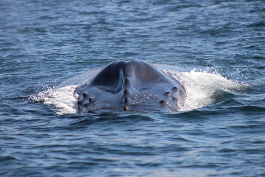 Adult humpback whale breaking the surface. © Ana García.