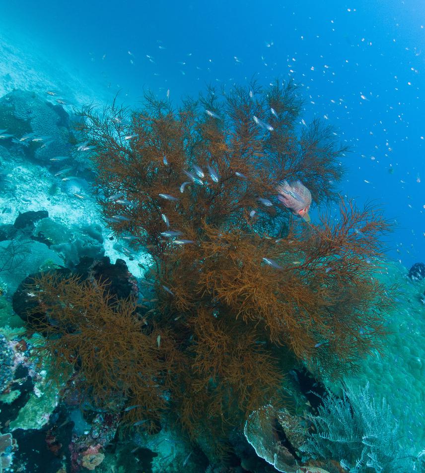 Arborescent antipatharian colony and fauna associated. ©Clive White.