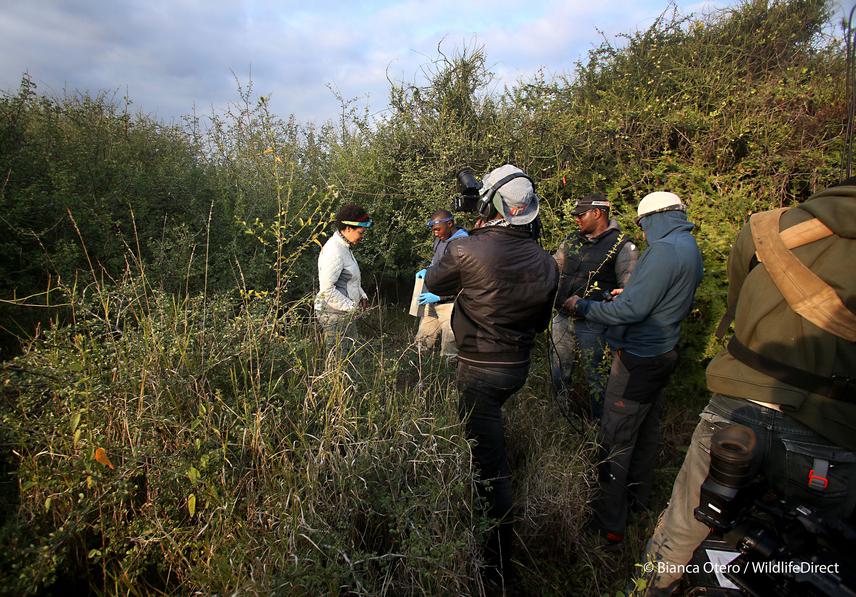 The Wildlife Warriors/Wildlife Direct filming crew filming the small mammal work on an early morning of checking traps and sampling for faecal.