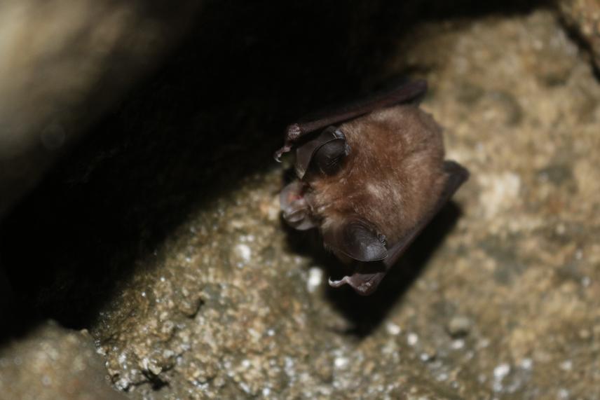Rhinolophus sps in deep torpor, February, 2020, an exploratory field study.