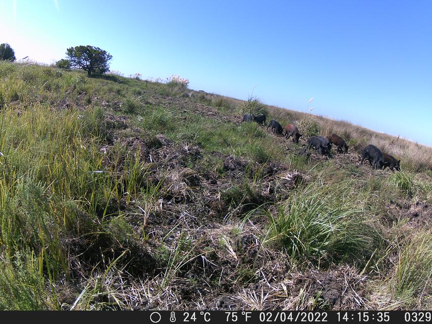 Wild boars feeding