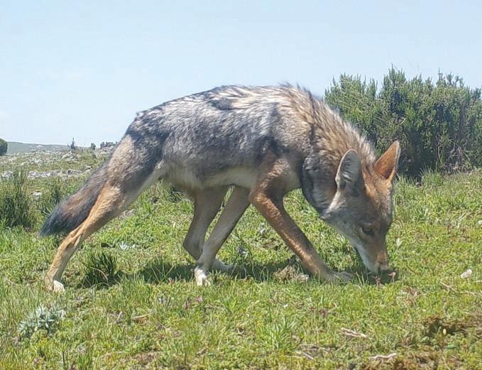 African wolf at Guassa , Ethiopia.
