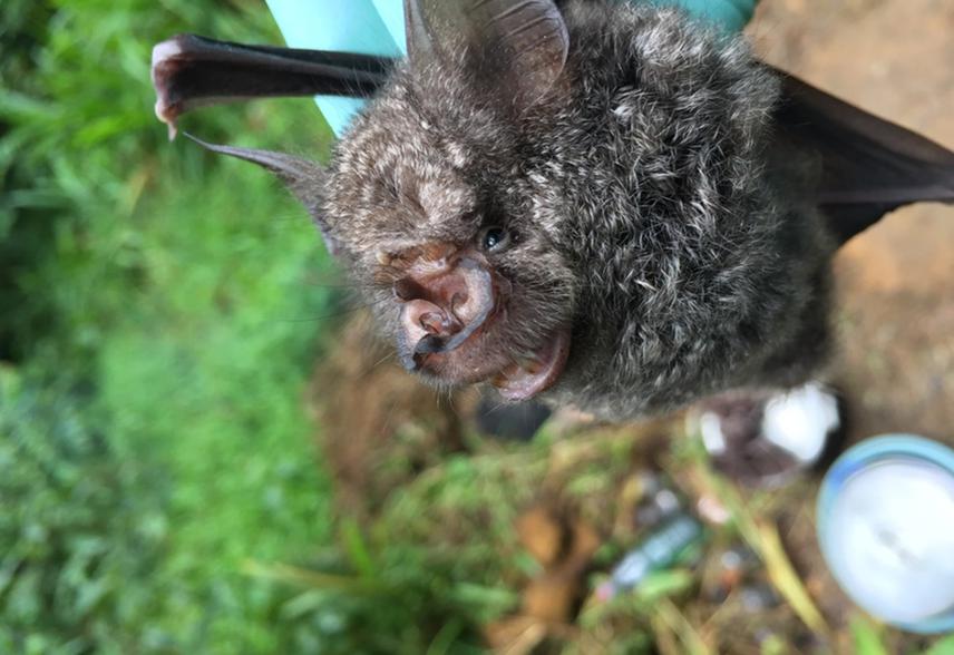 Hipposideros cyclops.