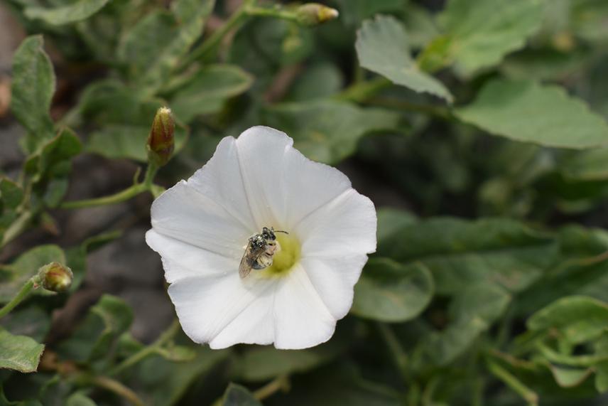 Halictidae on Convolvulus bonariensis.