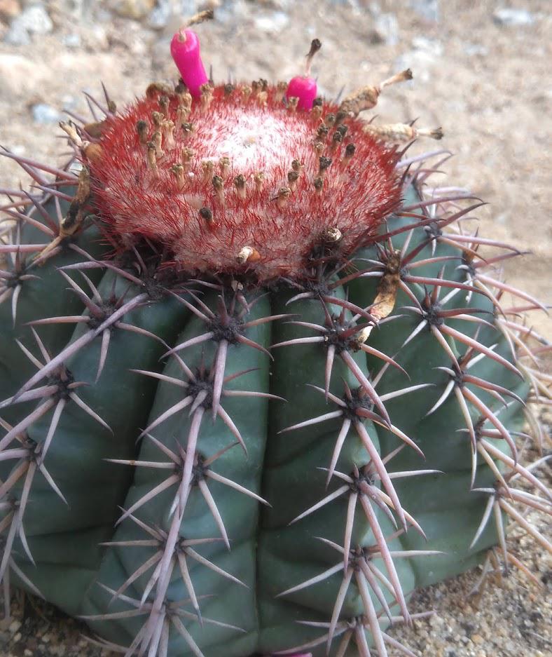 Melocactus conoideus (Critically endangered). © Vanessa Gomes.