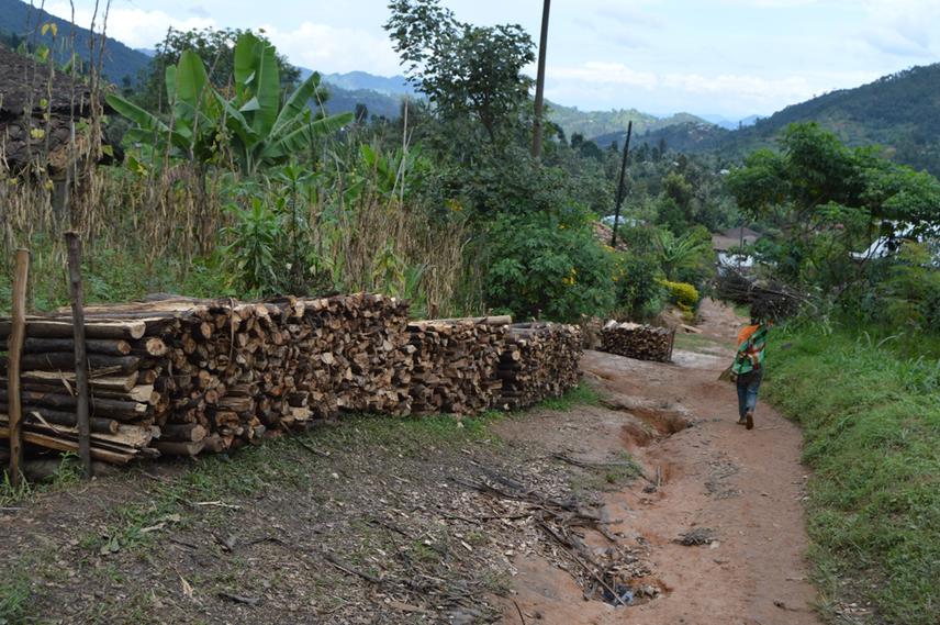Firewood collections were packed up for market opportunities.