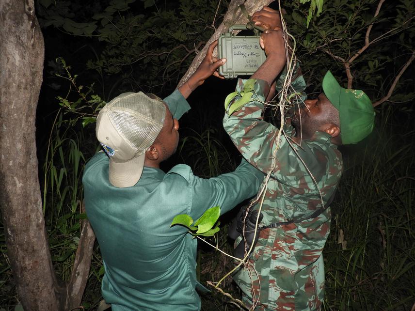 Installation of the SWIFT recorder on a tree. © Kaobara, 2021
