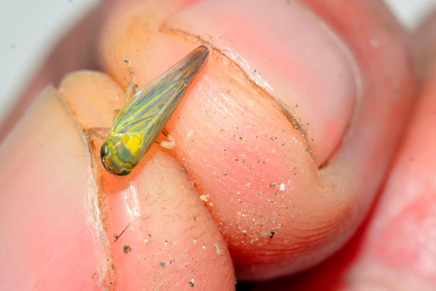 Leafhopper of the genus Knullana trapped by hand during sampling in Michoacán state. © Ricardo Arredondo.