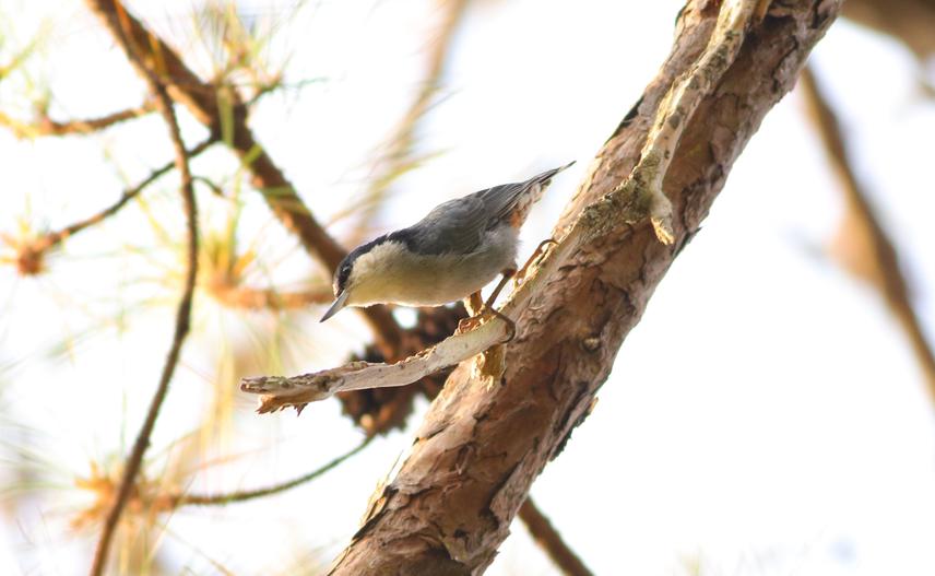 Giant Nuthatch
