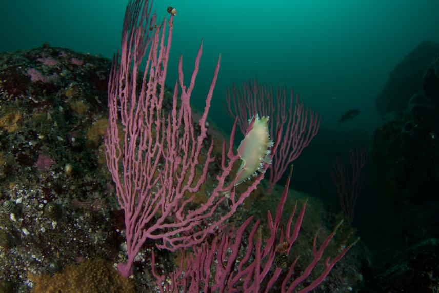 Gorgonian (Leptogorgia chilensis) colony hosting a nudibranch (Tritonia sp.) on a temperate mesophotic reef in Central Chile. (c) Alejandro Pérez Matus