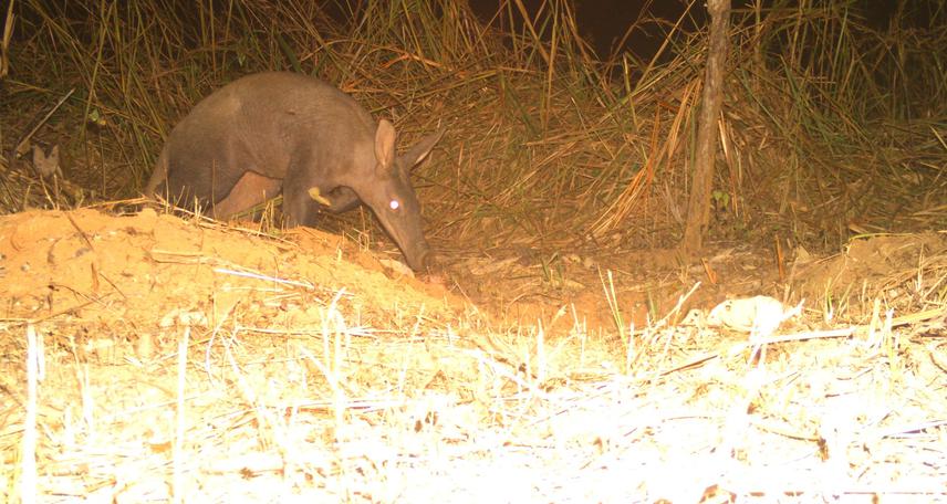 Capture of aardvark in the Deng Deng National Park in Cameroon. ©Franklin Simo/CWCI.
