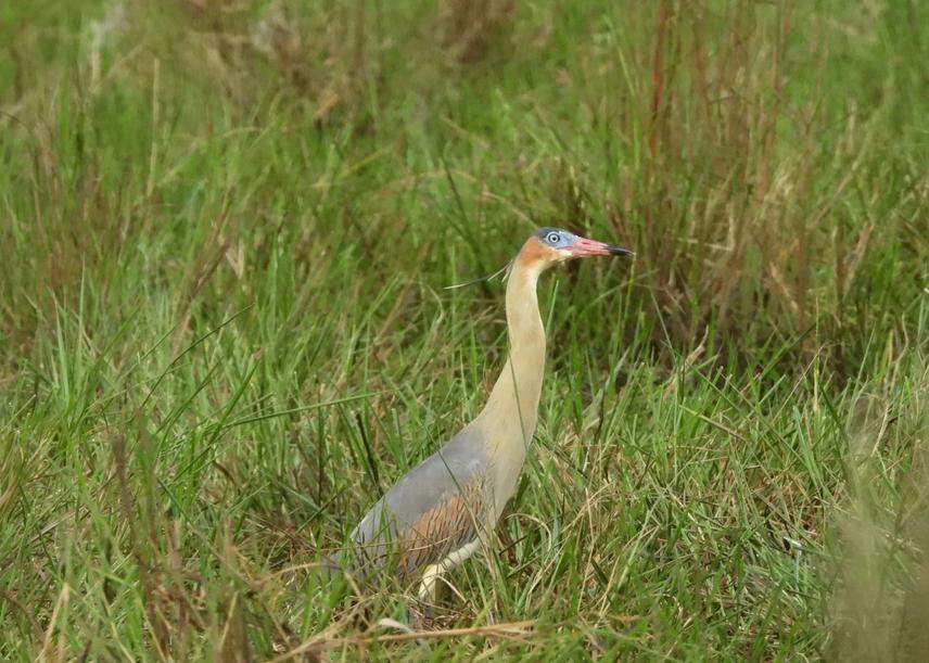 Syrigma sibilatrix (Whistling Heron) (c) Francisco Ramon de Sousa Severiano