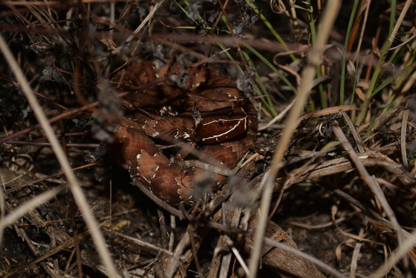 An in-situ Yucatecan Cantil (Agkistrodon russeolus) found in the northern coast of Yucatán. © Javier Alonso Ortiz Medina