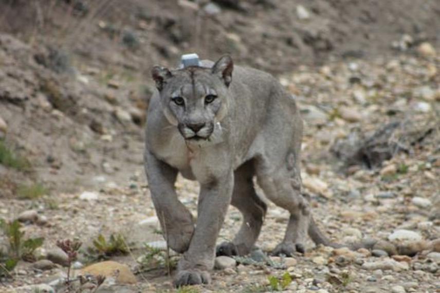 A GPS-collared puma in Patagonia Park. © Emiliano Donadio.