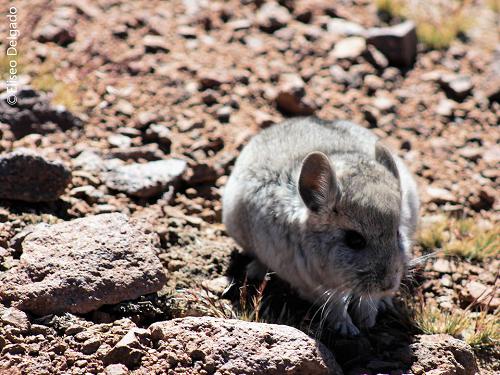 The Short-tailed chinchilla (Chinchilla chinchilla) in the National Reserve of Andean fauna “Eduardo Avaroa” in the southern department of Potosí, Bolivia; Photography: ©Eliseo Delgado.