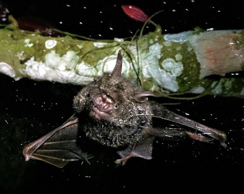Cyclops Roundleaf Bat (Hipposideros cyclops) trapped in mist net. © Diogo F Ferreira.