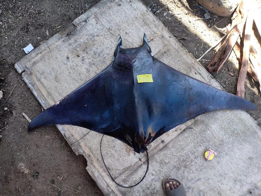 Devil Ray.