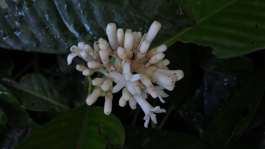 Psychotria sp.