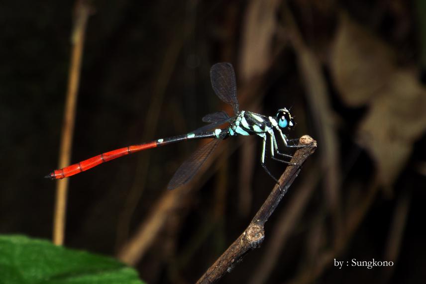 Rhinagrion tricolor. © Sungkono.