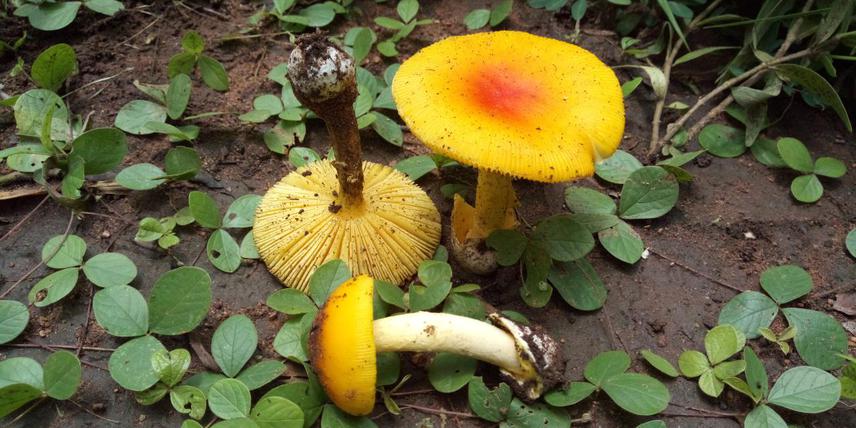 Amanita masasiensis.
