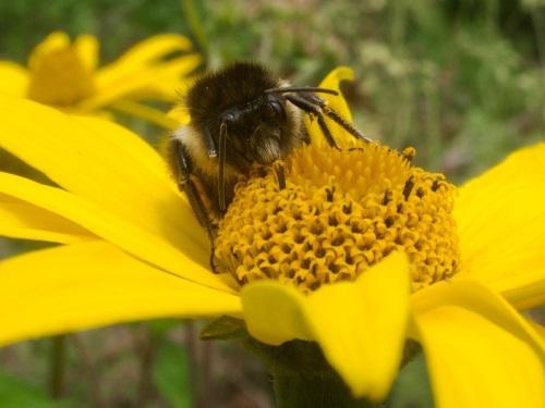 Bombus ephippiatus from the Sierra Sur. © Paola Venegas, 2017.