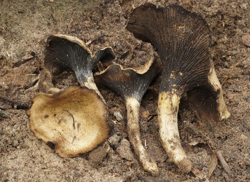 Cantharellus congolensis. © Ramdan Dramani.