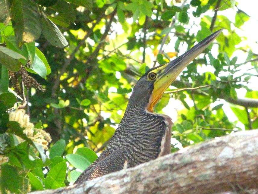 Picture of a Tigrisoma mexicanum that I took at Rio San Pedro, a tributary of the Usumacinta River in the southern border of the Laguna del Tigre National Park, Guatemala.