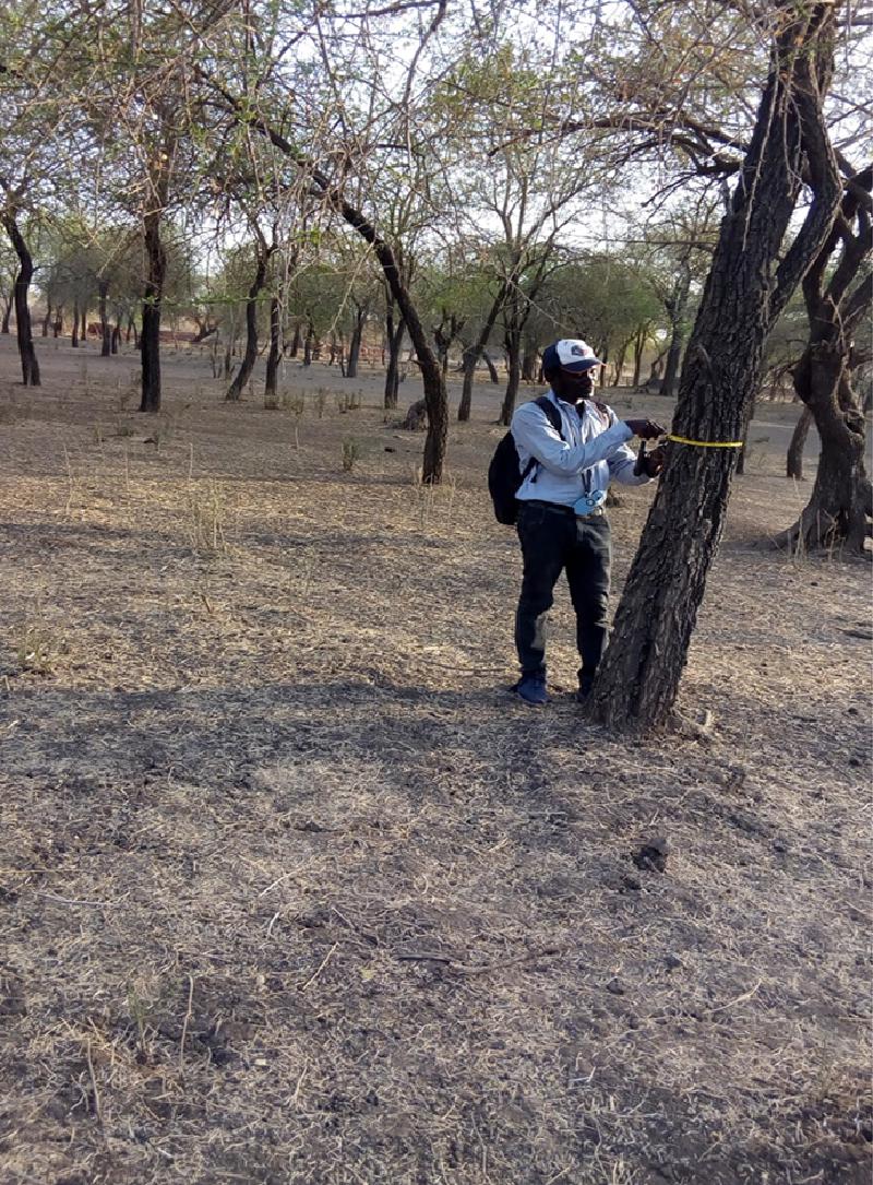 Shows the measurement of small and large tree diameter, height, and basal area.