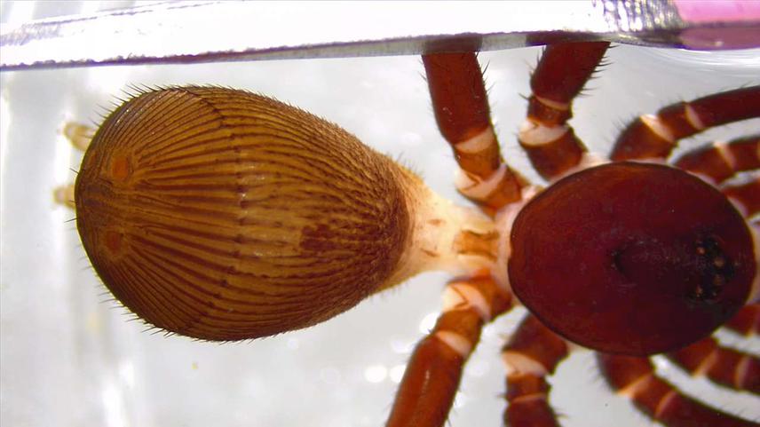 A male trapdoor spider of another undescribed species, also microendemic, Cyclocosmia (Halonoproctidae family).
