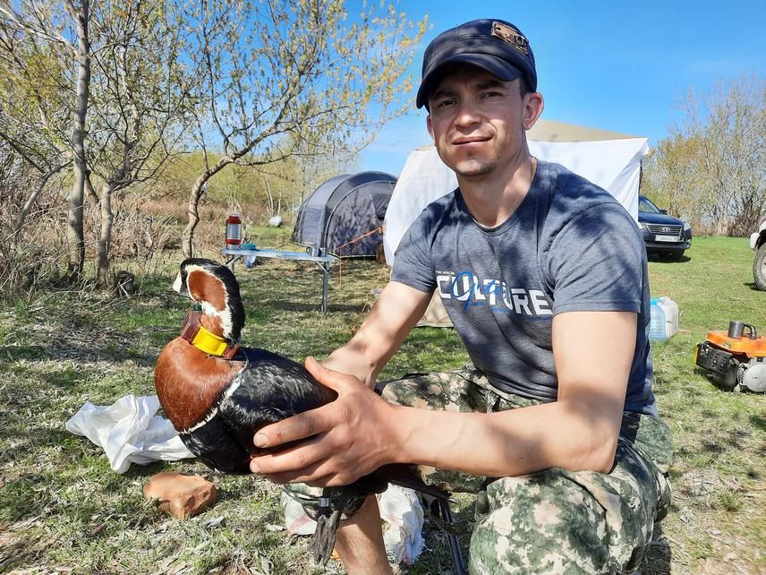 A red-breasted goose marked with a collar-type satellite transmitter.