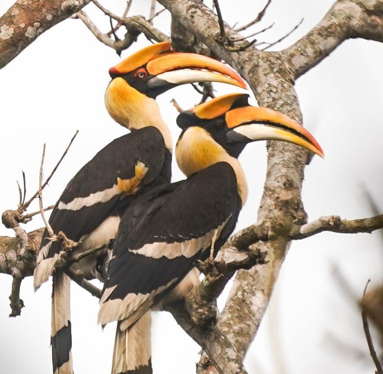 Hornbills. Utsab©Nature.