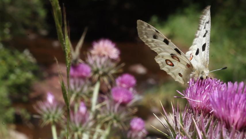 Parnassius apollo butterflies for the WIld interwiev series IUCN status Vulnerable. © Milos Popovic.