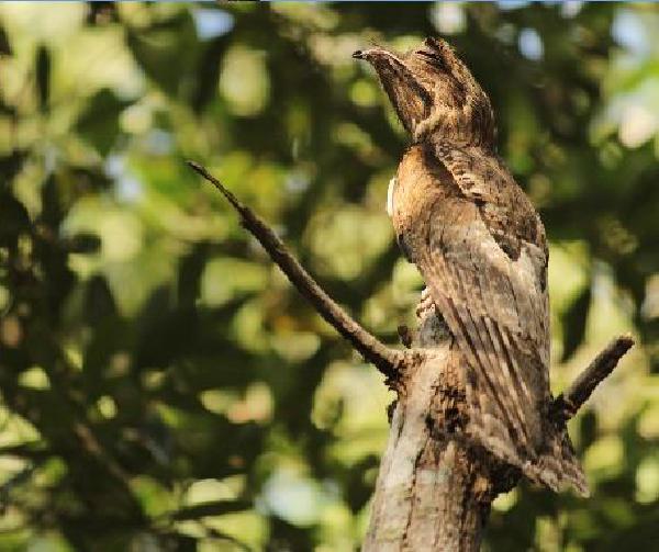 Northern Potoo (Nyctibius jamaicensis).
