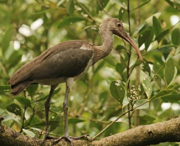 White Ibis.