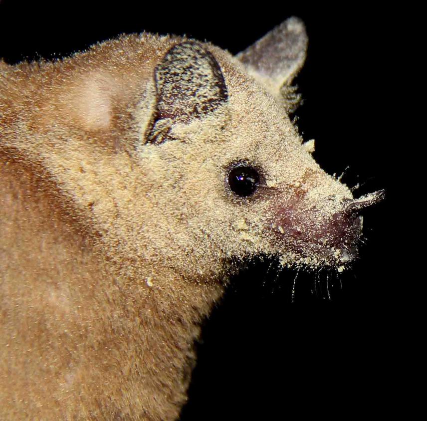 Leptonycteris yerbabuenae. © Veronica Zamora.