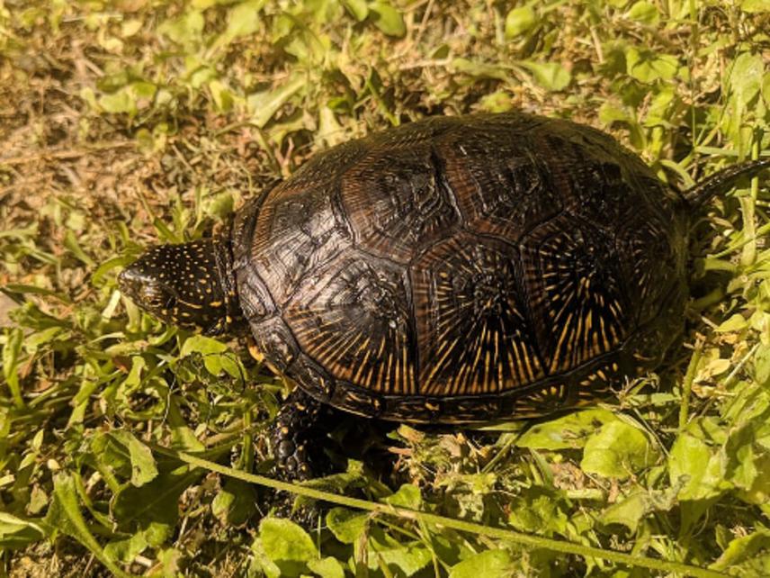 Young female European pond turtle. © Maricic.