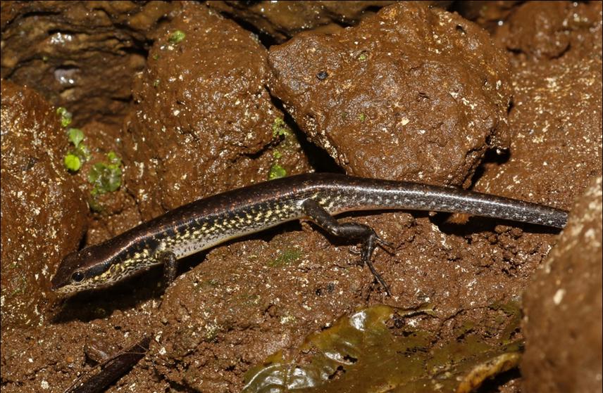 Sphenomorphus maculatus. © Nguyen Dang Hoang Vu