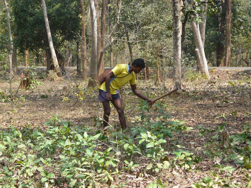 Bush Cutting.