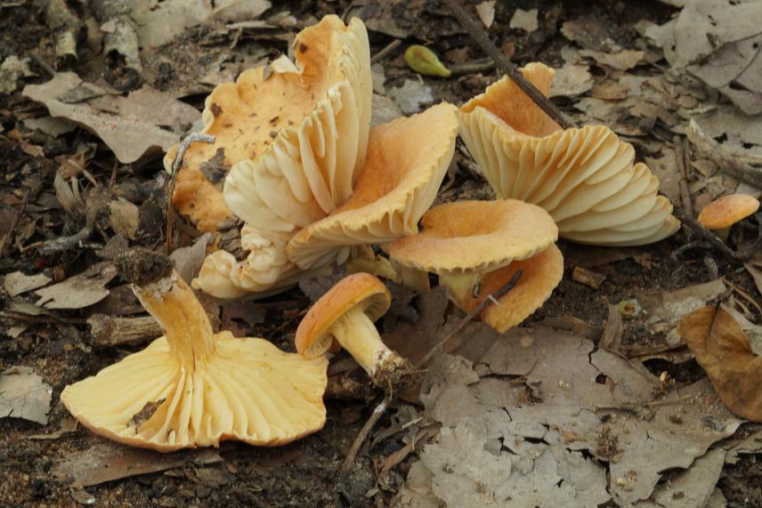 Lactifluus gymnocarpoides (Verbeken) Verbeken.