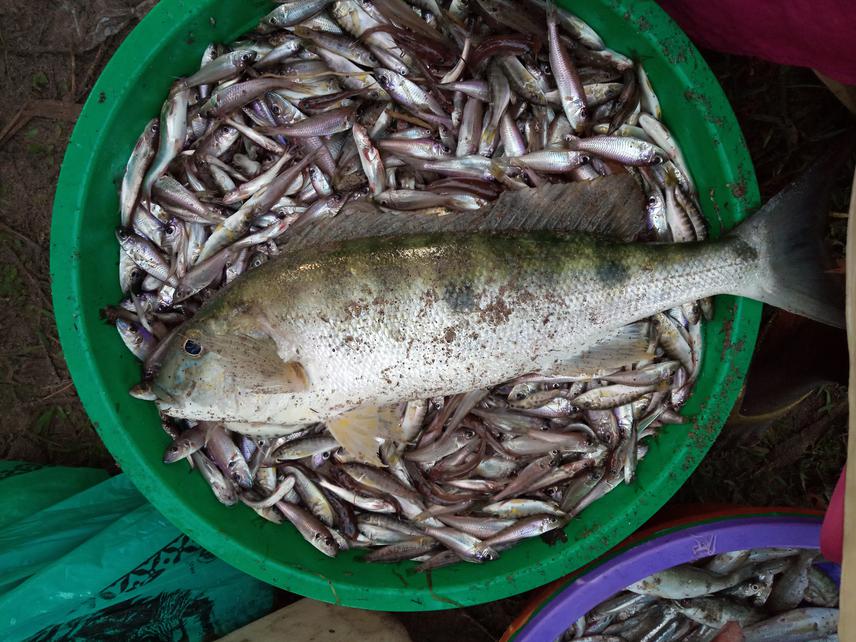 A sample of mixed cichlid species caught by an encircling liftnet, including a large B. microlepis and its juveniles at Munene, Fizi